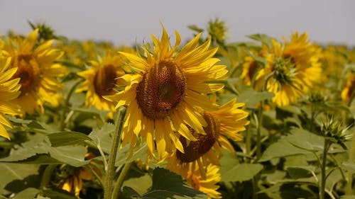 有关向日葵,工厂,植物的免费素材视频